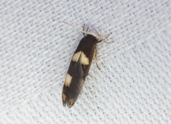 Stathmopoda paradiplaspis