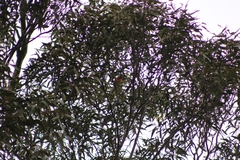 Trichoglossus moluccanus