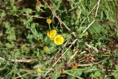 Pulicaria dysenterica