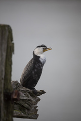 Microcarbo melanoleucos brevirostris