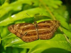 Neptis harita
