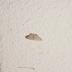 Idaea seriata