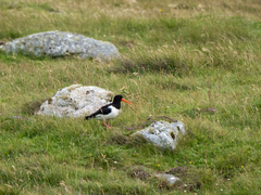 Haematopus ostralegus