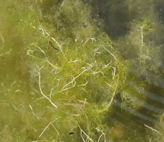 Ranunculus trichophyllus