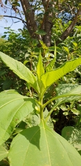 Helianthus tuberosus