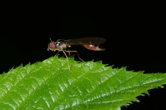 Baccha elongata
