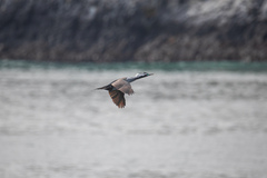 Phalacrocorax punctatus punctatus