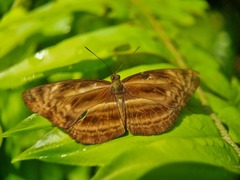 Neptis harita