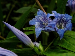 Gentiana asclepiadea