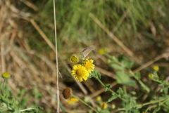 Pulicaria dysenterica