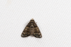 Chlumetia transversa
