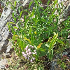 Allium rubens