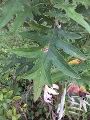 Cirsium carolinianum