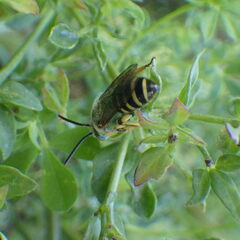 Agapostemon virescens