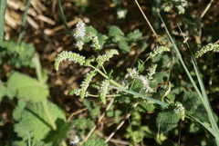Mentha suaveolens