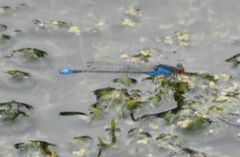 Erythromma viridulum