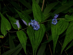 Gentiana asclepiadea