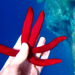 Ophidiaster ophidianus