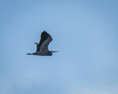 Egretta novaehollandiae