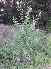 Cirsium carolinianum