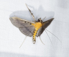 Filodes fulvidorsalis