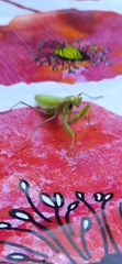 Mantis religiosa