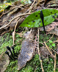 Geoglossum