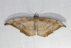 Hyposidra infixaria
