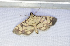 Lygropia distorta