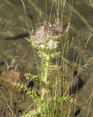 Cirsium spinosissimum