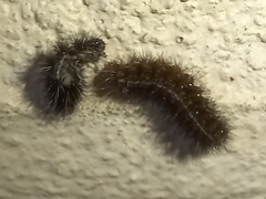 Phragmatobia fuliginosa