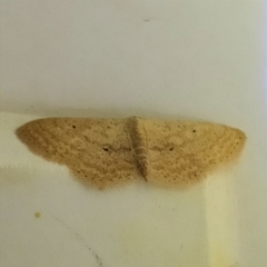 Scopula minorata
