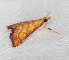 Pyrausta ignealis