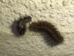 Phragmatobia fuliginosa