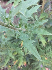 Cirsium carolinianum
