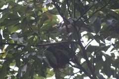 Manorina melanocephala