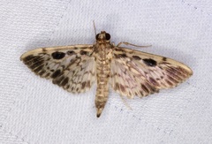 Rhimphaliodes macrostigma