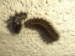 Phragmatobia fuliginosa