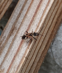Rhyparochromus