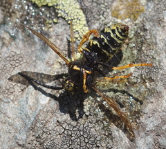Dolichovespula saxonica