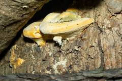 Trametes gibbosa