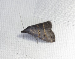 Schrankia bilineata