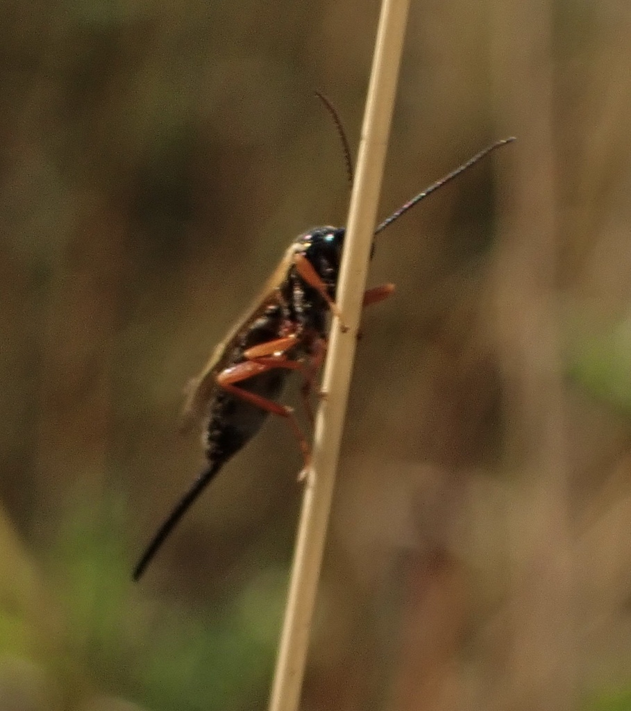 Scambus brevicornis