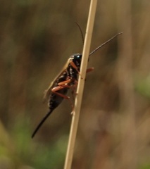 Pimpla rufipes