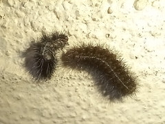 Phragmatobia fuliginosa