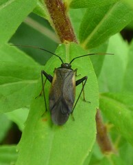 Adelphocoris seticornis