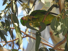 Trichoglossus chlorolepidotus