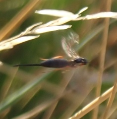 Pimpla rufipes