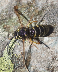 Dolichovespula saxonica