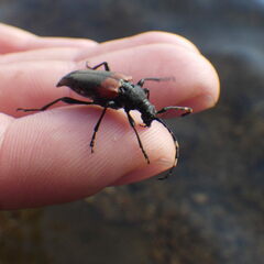 Stictoleptura canadensis